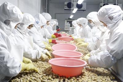 湖北省羅田縣 新上9條自動化生產線，推動板栗向休閑食品轉型升級